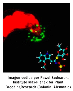 La proteína PEN2 (color verde), una enzima de tipo mirosinasa que activa los glucosinolatos, se encuentra en los peroxisomas de las células vegetales que se acumulan en el sitio por el que el hongo (color rojo) trata de infectar la planta. El sustrato sobre el que actua el enzima PEN2 es el 4-Methoxyindol-3-ylmethylglucosinolato (abajo en la imagen)